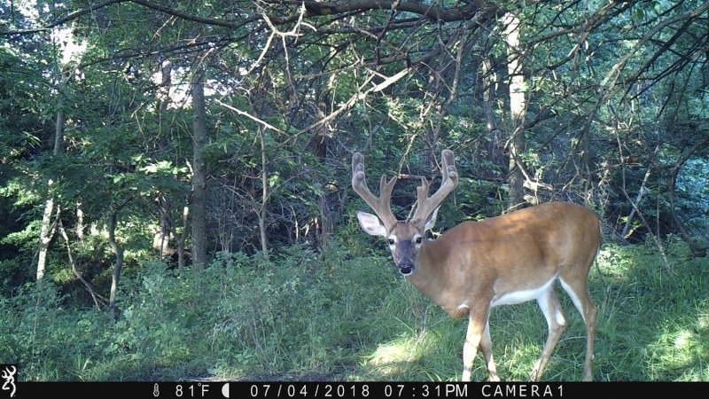 trail-cam